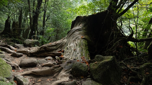 What to See in Yakushima: A Serene Japanese Island Adventure