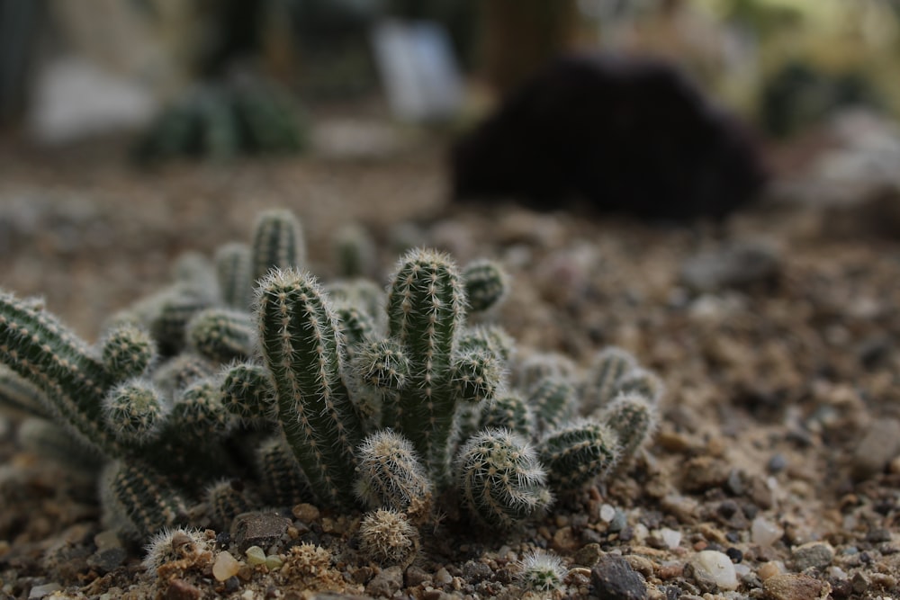 cactus verde