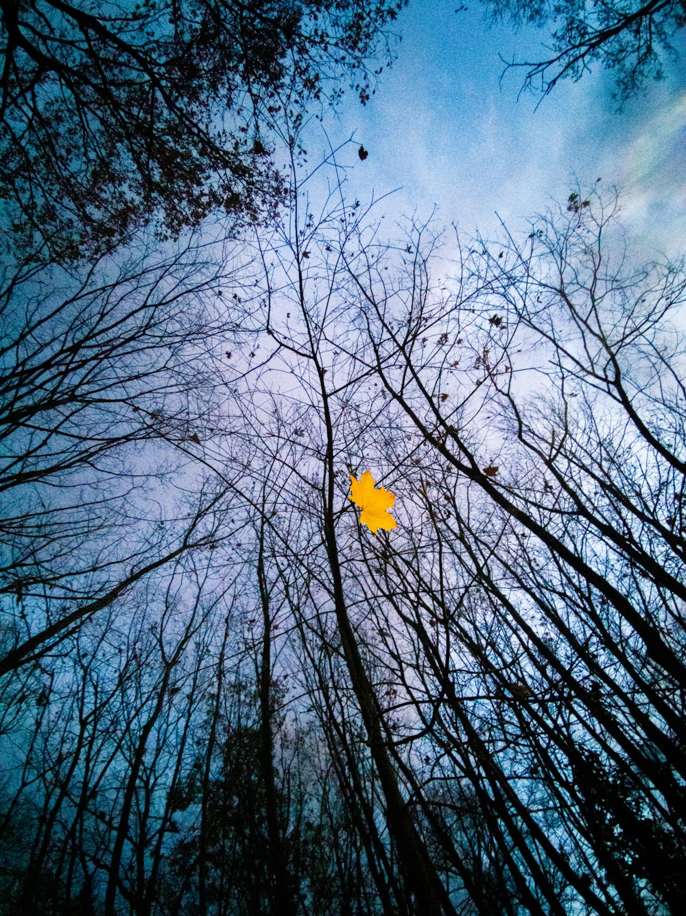brown leaf falling from trees