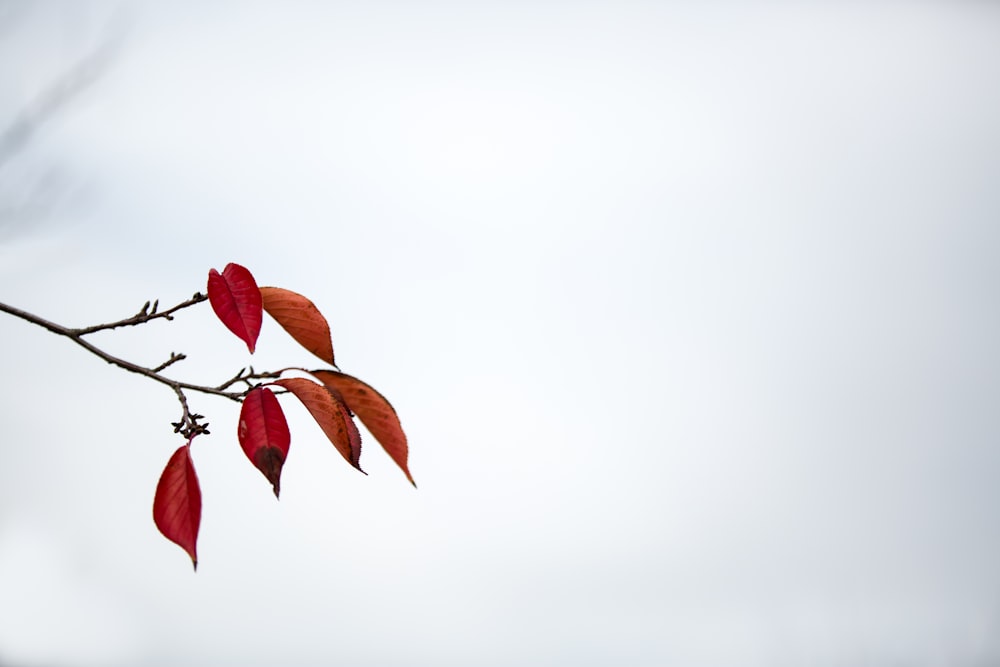 red-leaves during daytime