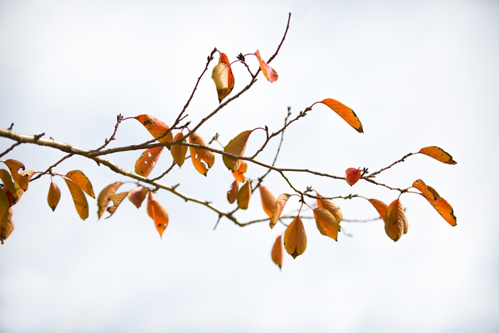 dried leaves