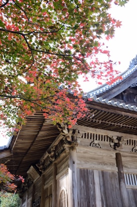 A traditional wooden building with intricate architectural details is partially obscured by the vibrant leaves of a maple tree, showcasing shades of red and green. The roof features distinct Asian design elements, and sunlight filters through the branches, creating a serene autumn atmosphere.