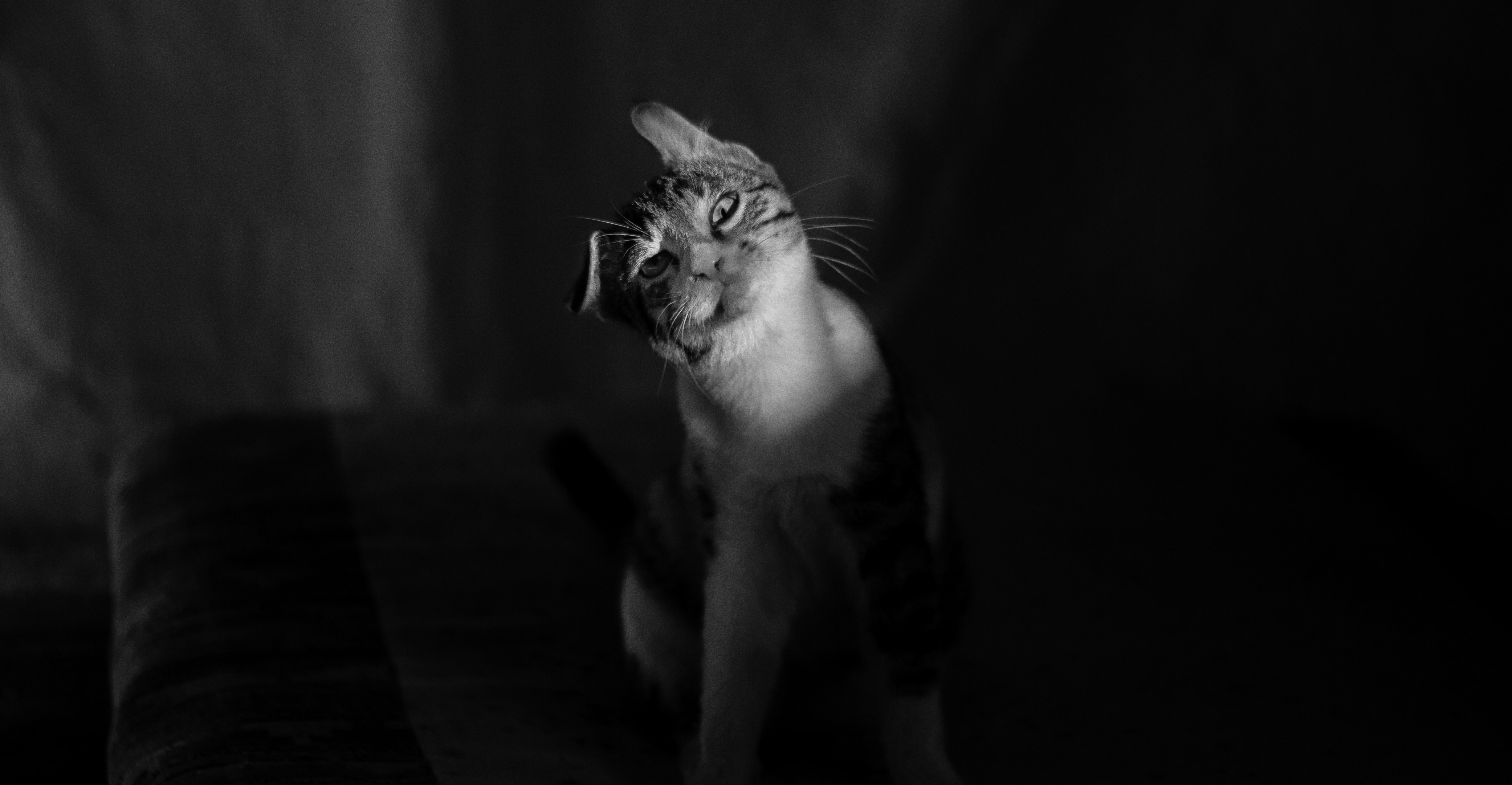 selective focus photography of white and black tabby cat