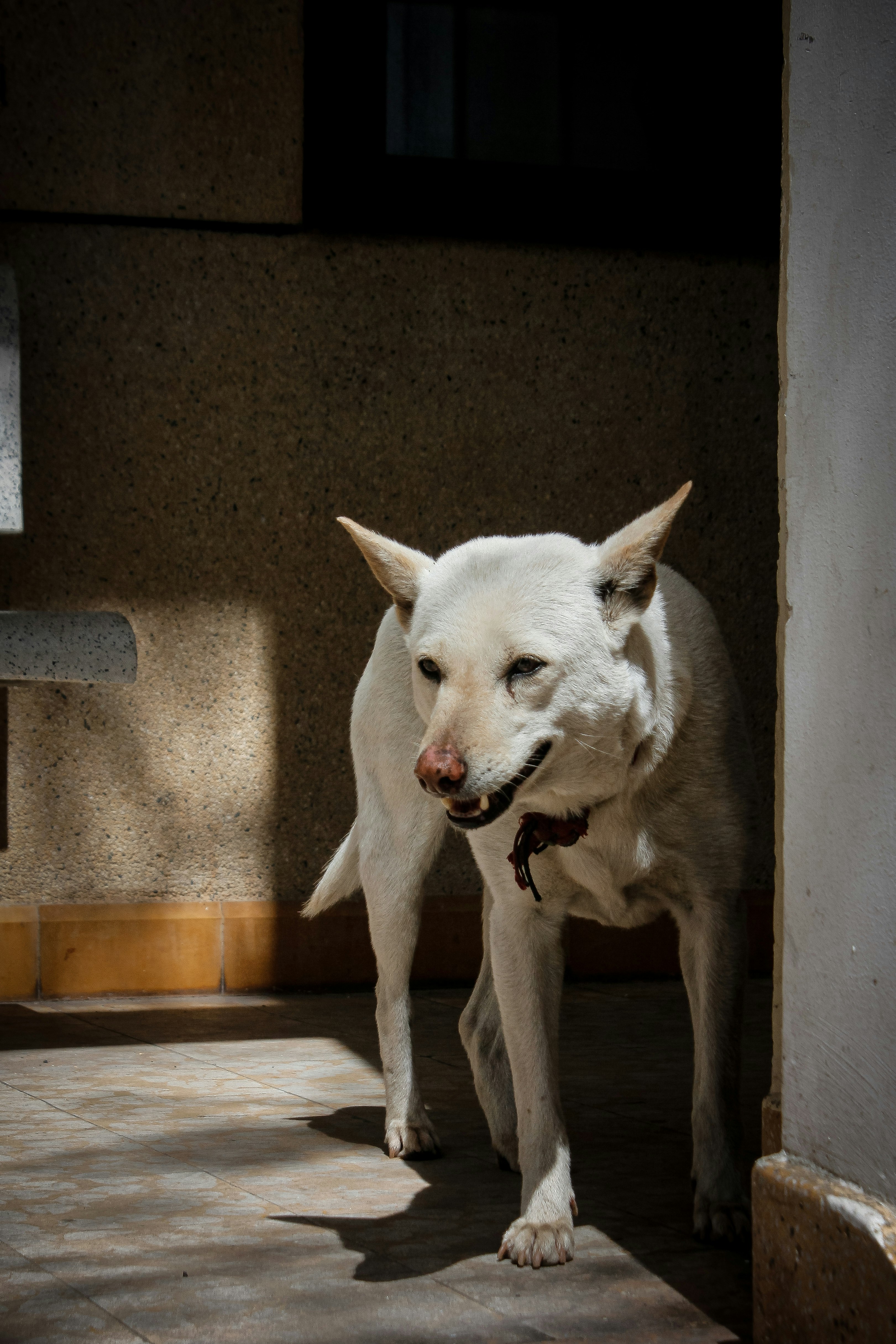 short-coated white dog