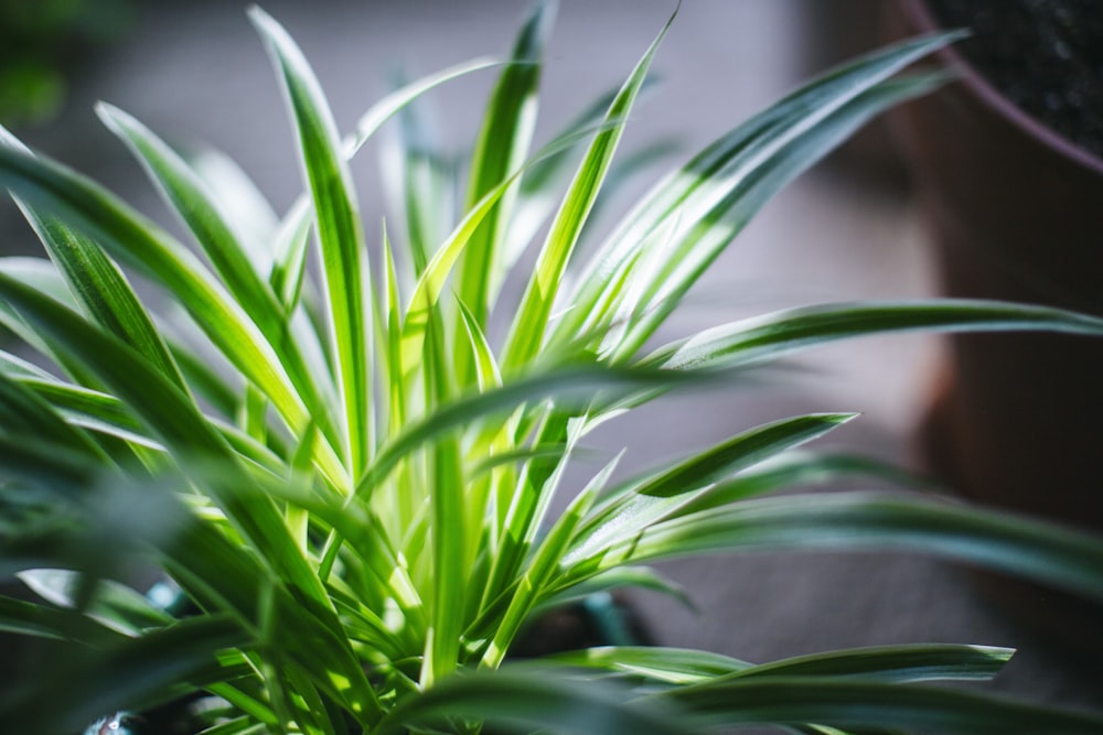 green grass plant