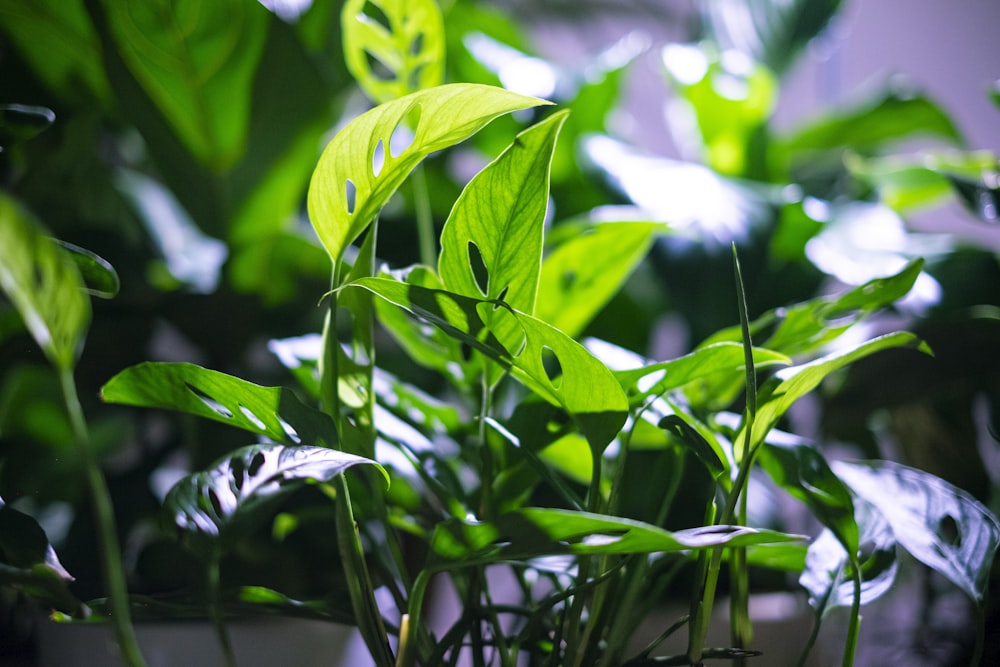 green-leafed plants during daytime