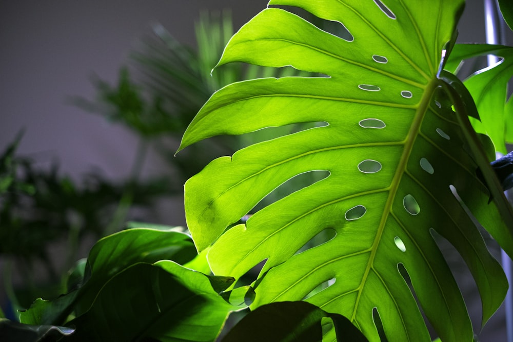 green swiss leaf during daytime