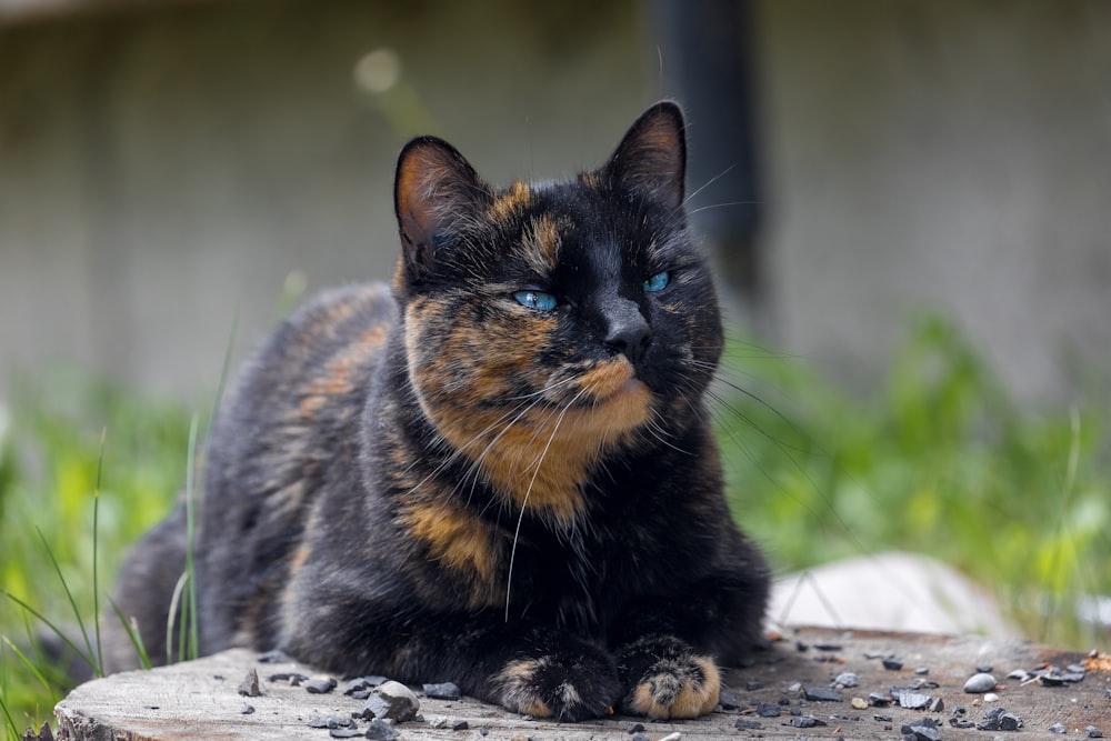 gato negro y marrón acostado en la roca