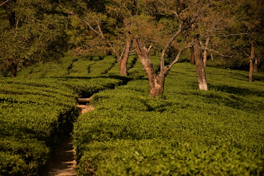 pathway between bush and trees in Dharamshala India