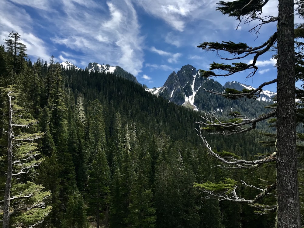 forest during day