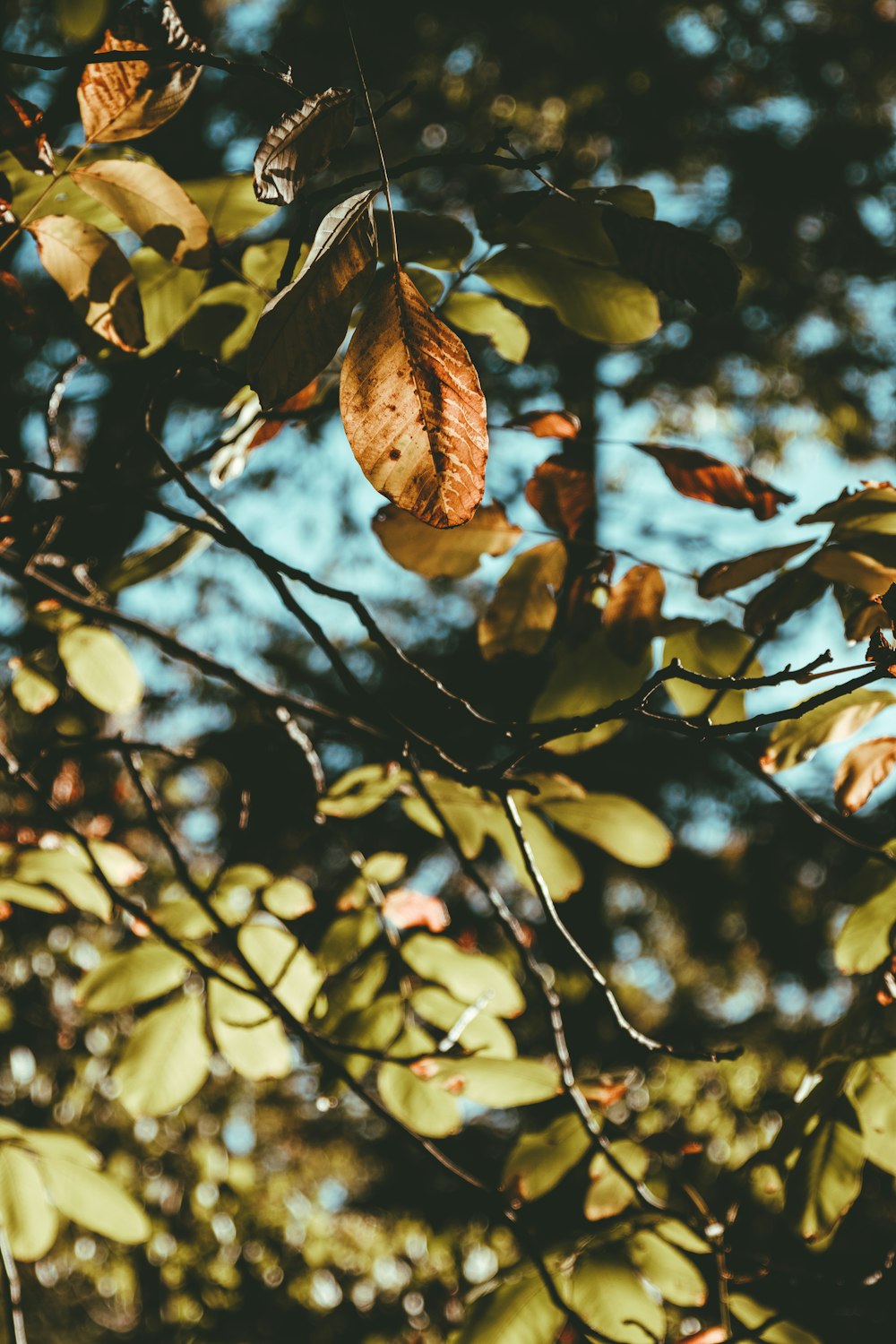 green leafed-trees during daytime