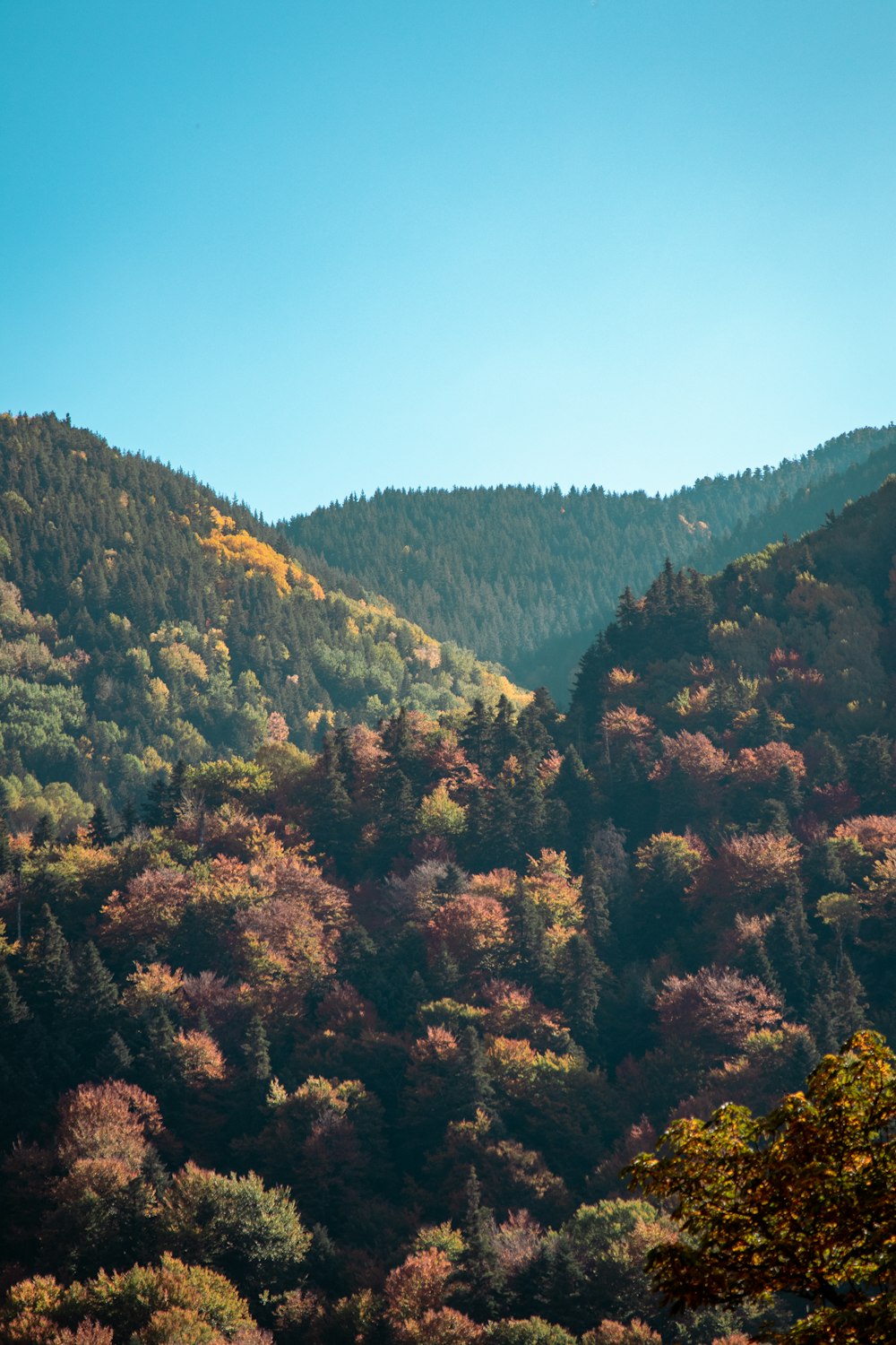 green trees during daytime