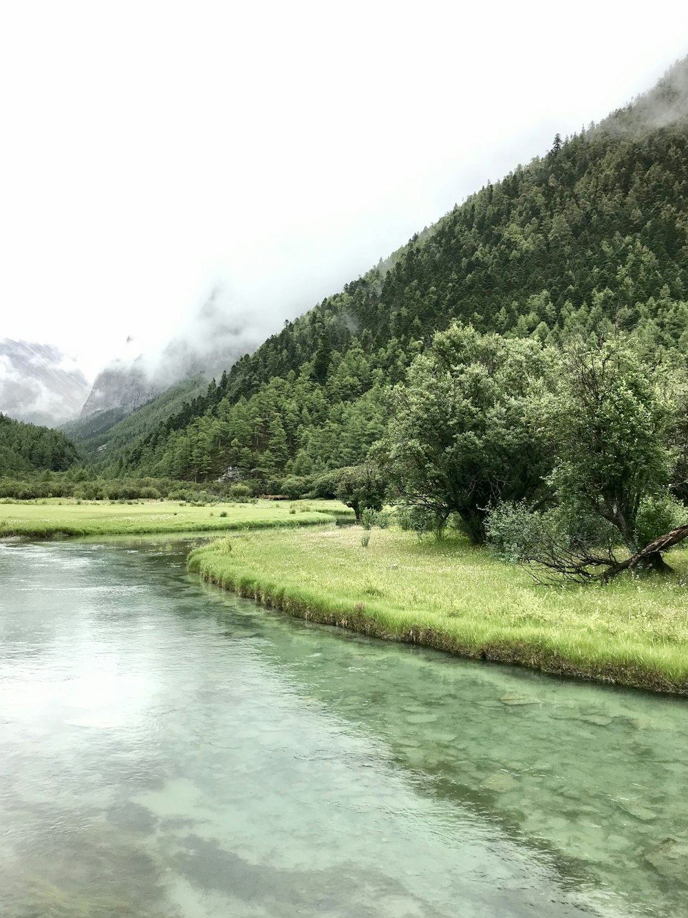 body of water near trees