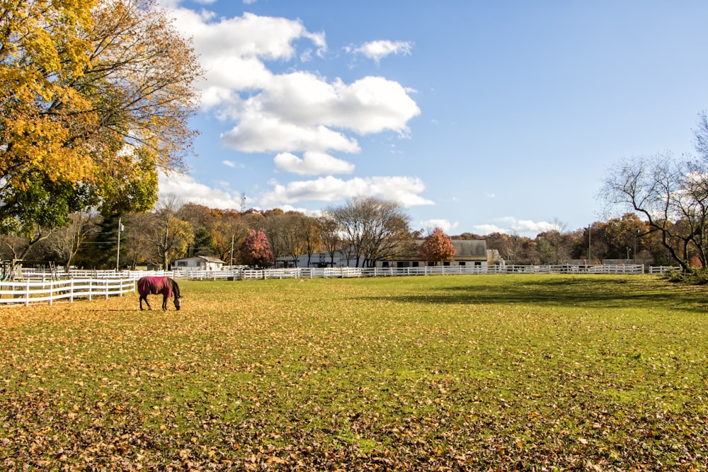 brown horse standing on field during daytime