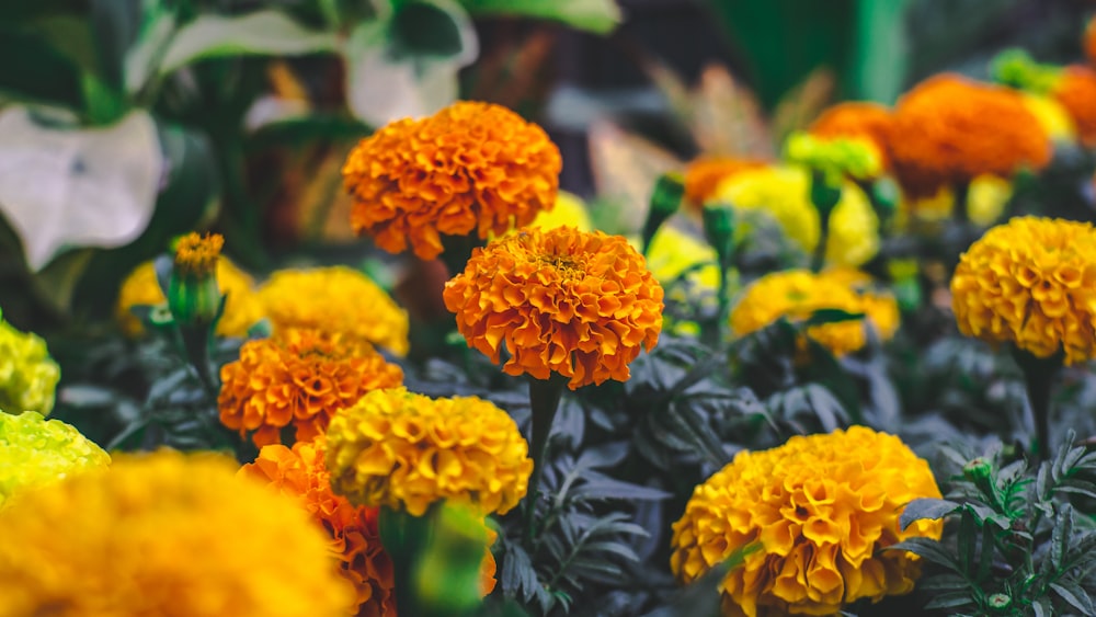 selective focus photography of yellow and orange petaled flowers