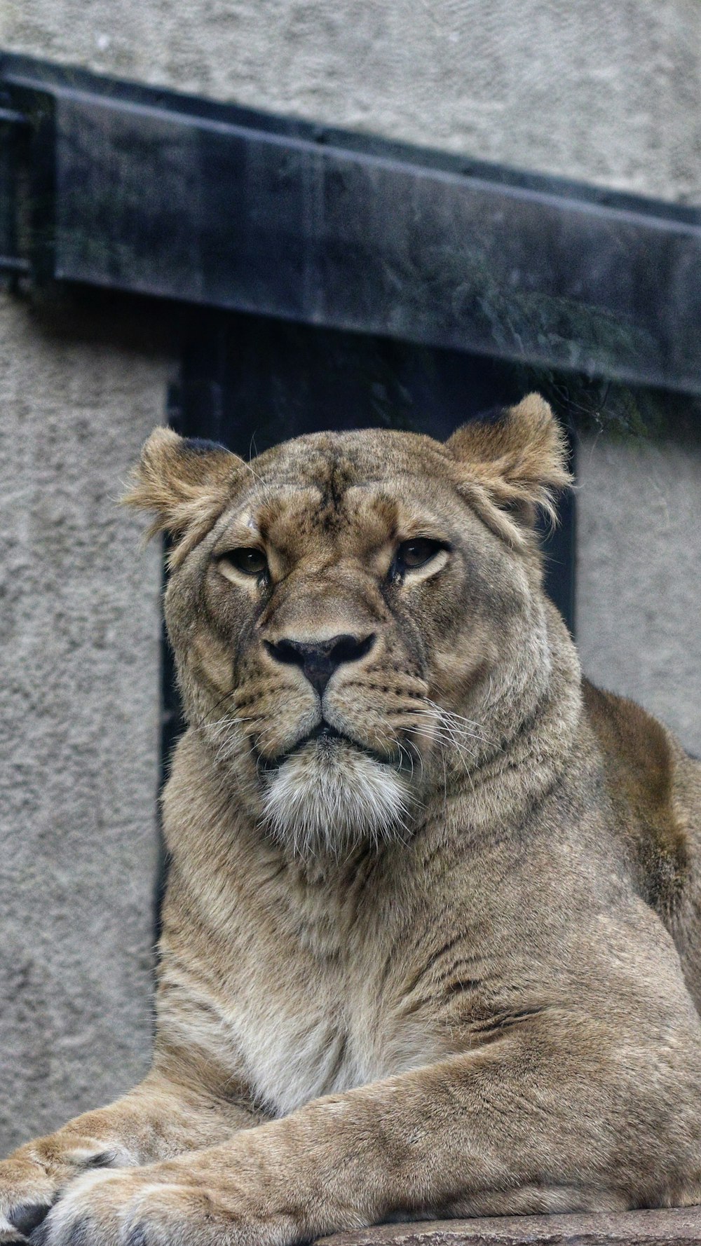 brown lion beside wall