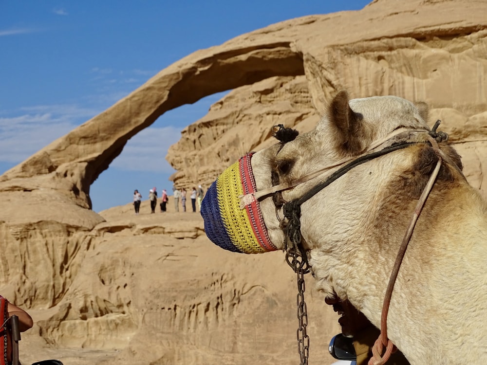 camel near people on mountain during day