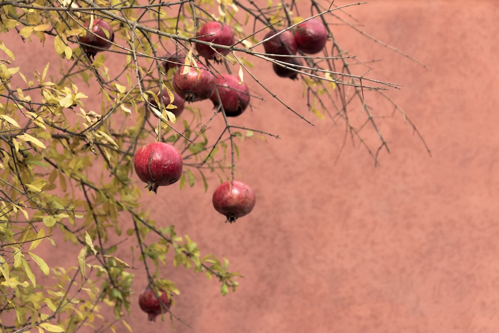 round red fruits