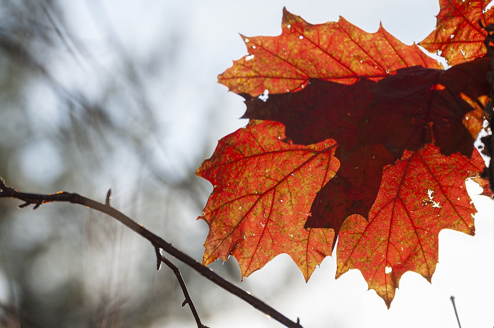 selective focus photography of brown-leafed tree