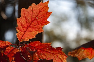 maple leaves