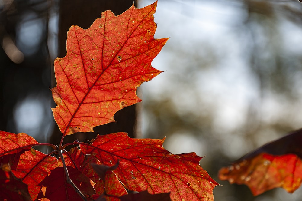 maple leaves