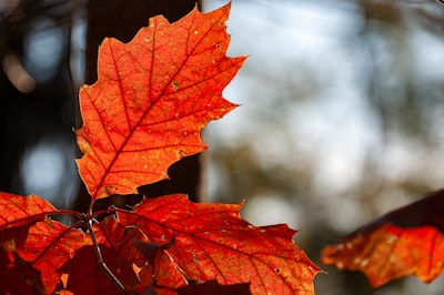 maple leaves rejoice google meet background