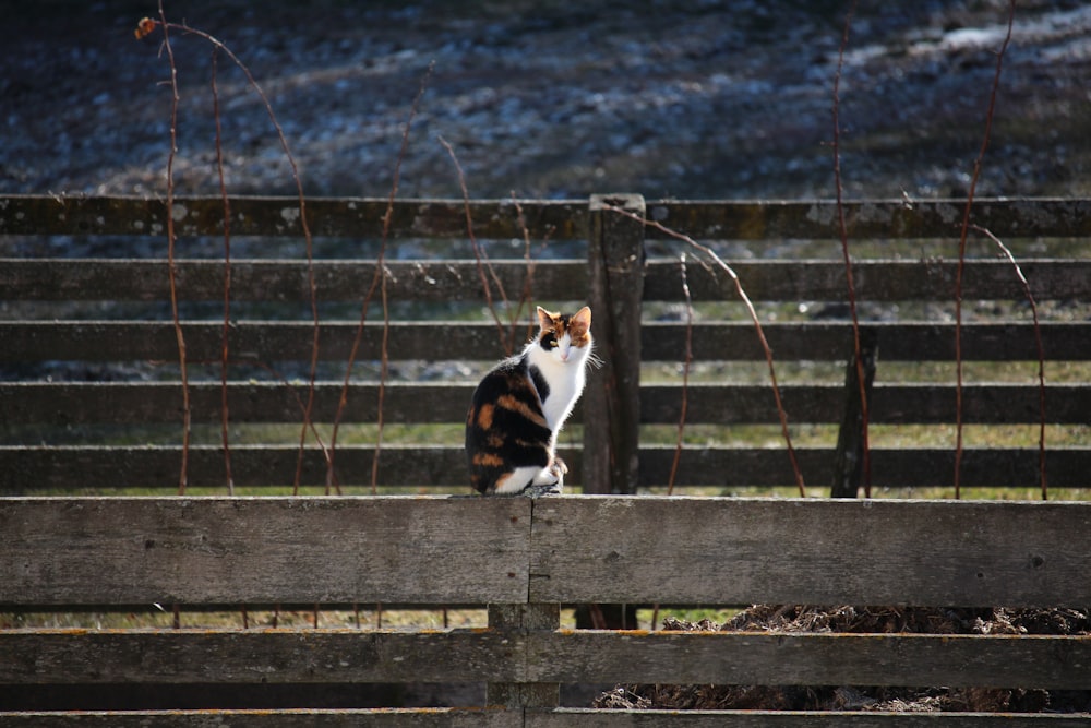 a cat sitting on top of a wooden fence