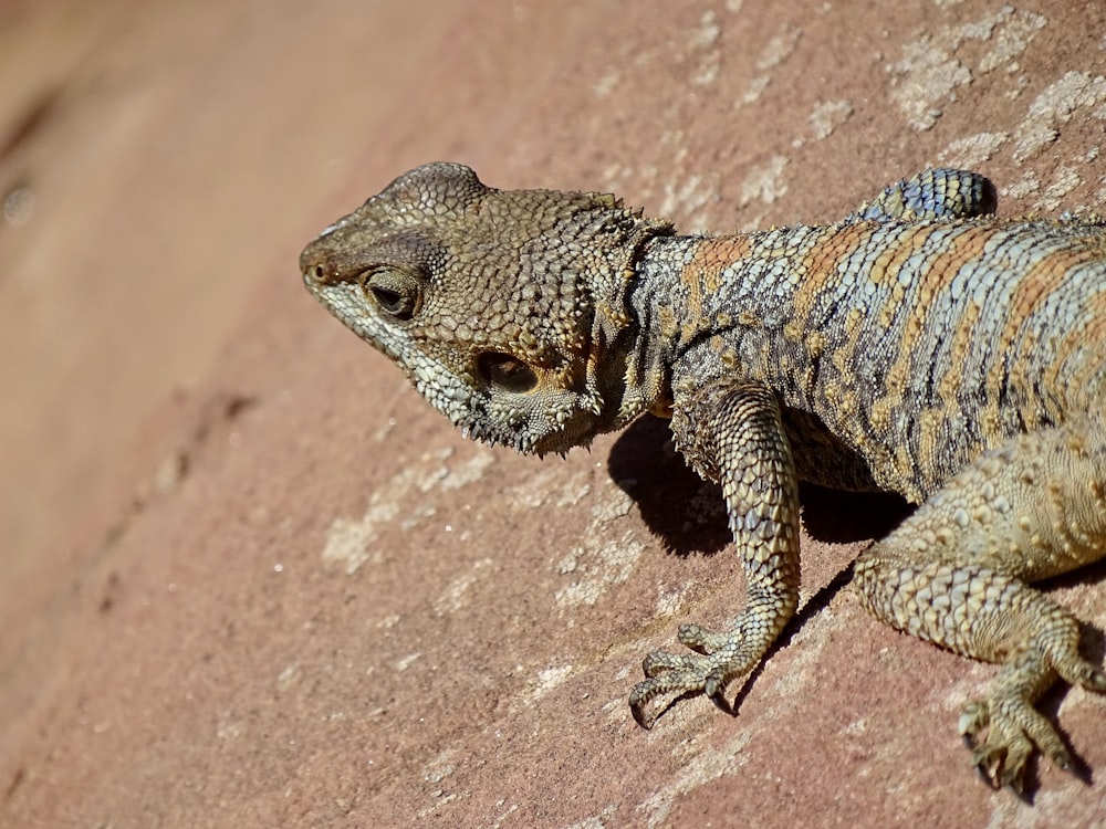 brown bearded dragon