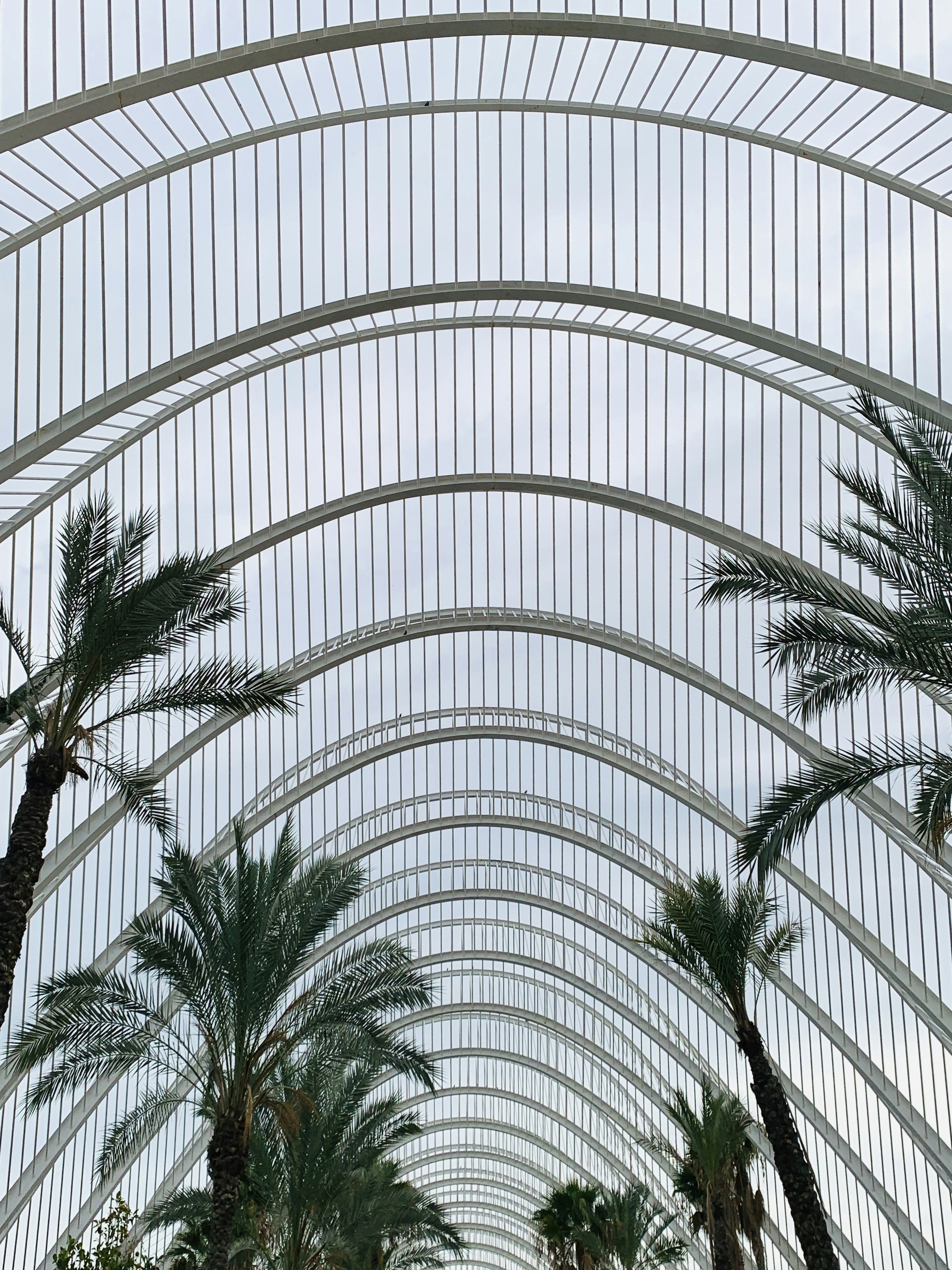 palm trees under metal roof