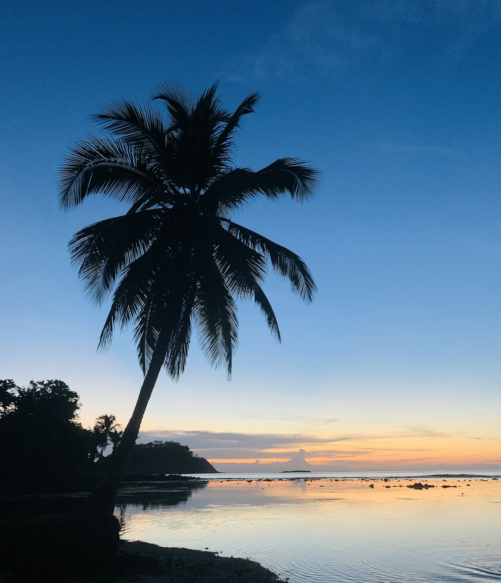 green palm tree on seashore