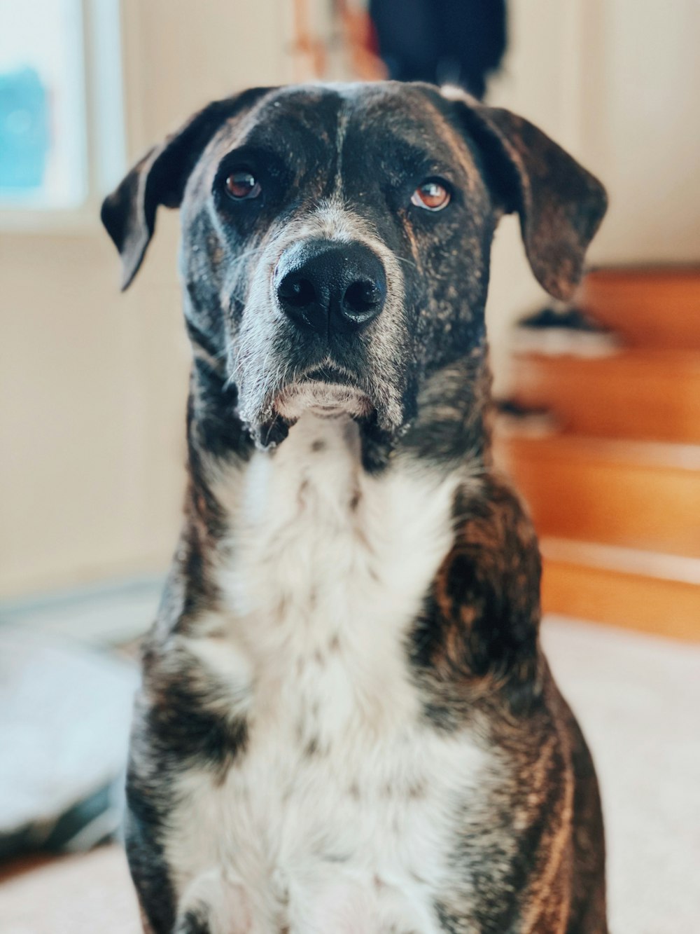 black and white dog