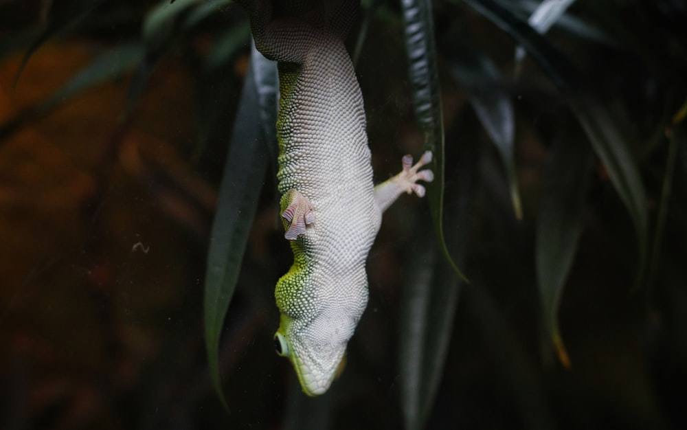 macro photography of white and green gecko near green plant