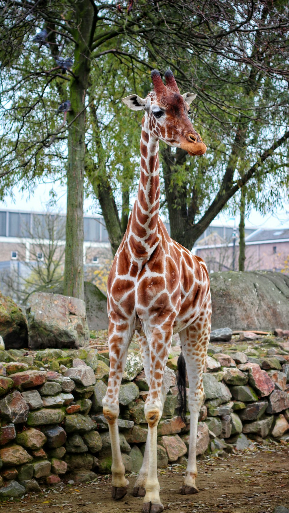 giraffe calf near trees