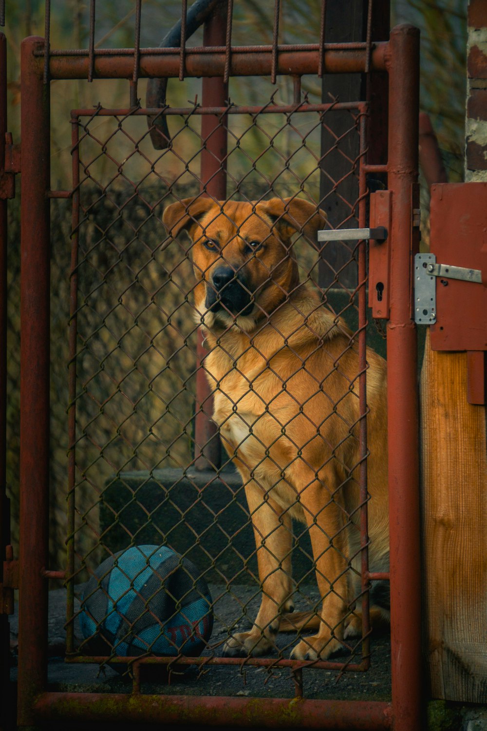 dog in cage photo – Free Brown Image on Unsplash