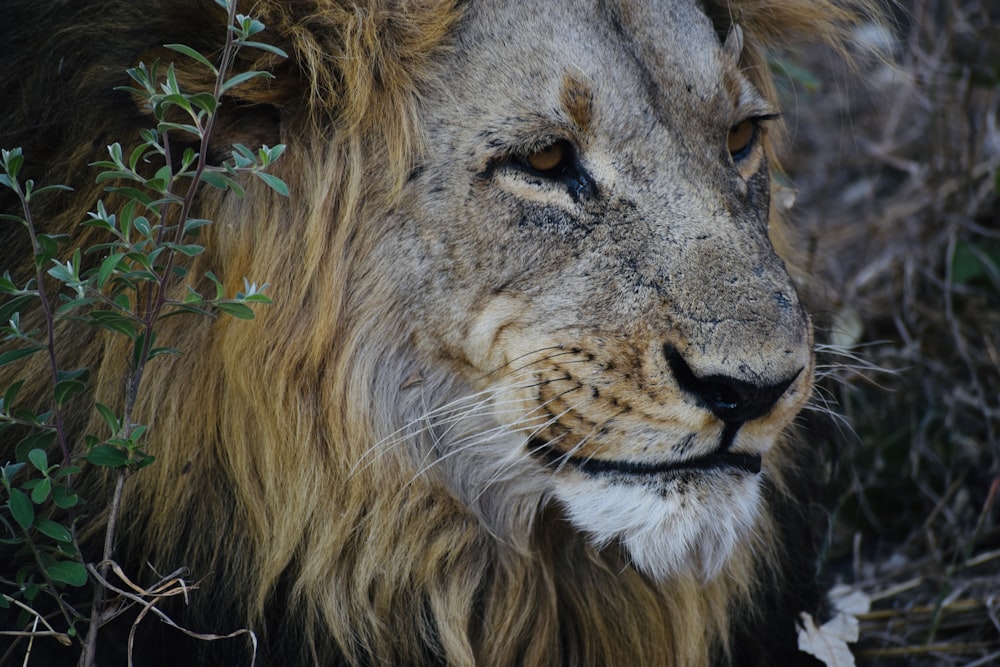 macro photography of male lion