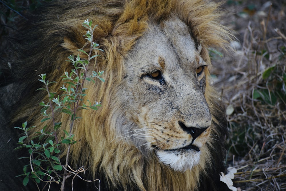 adult lion beside plants