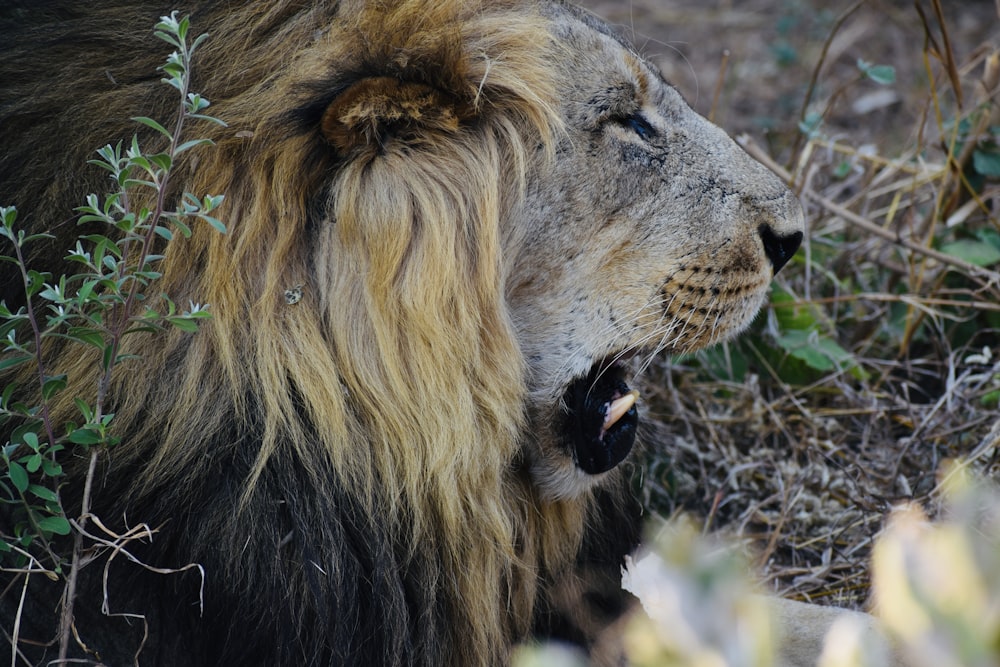 brown lion