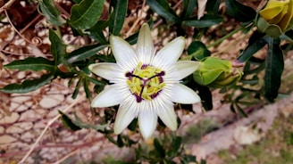 A close-up of a passion flower with white petals, a central ring of purple and white filaments, and a vibrant green and yellow center. Surrounding the flower are green leaves and unopened buds. The background includes a blurred fence and greenery.