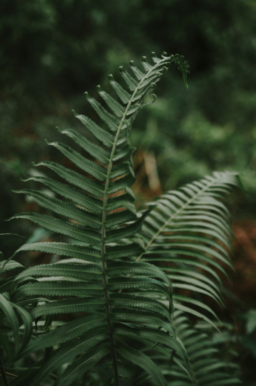 green ferns