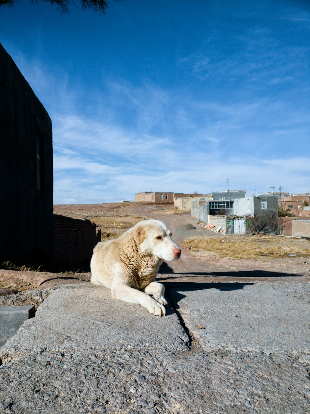 Selektive Fokusfotografie eines weißen Hundes auf grauem Pflaster