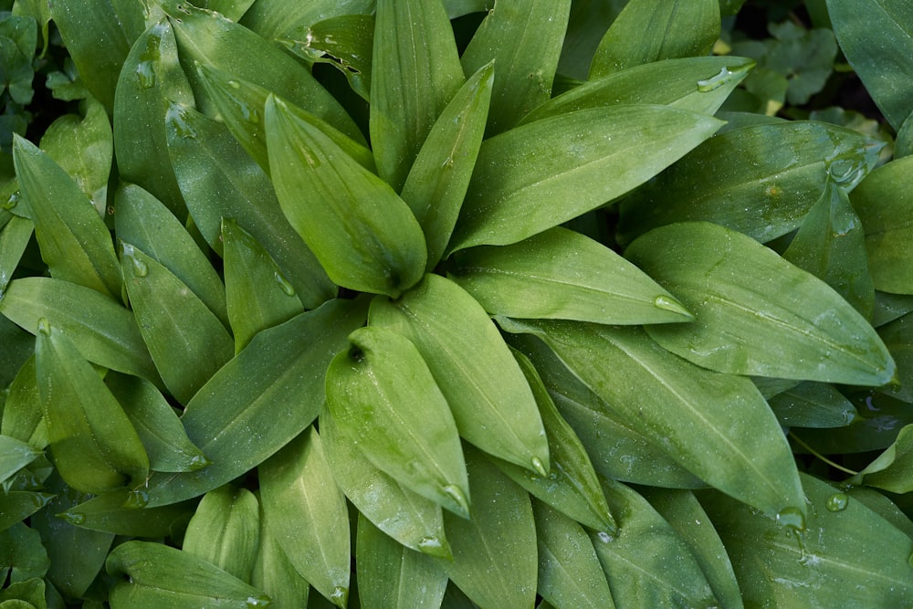 grünblättrige Pflanze