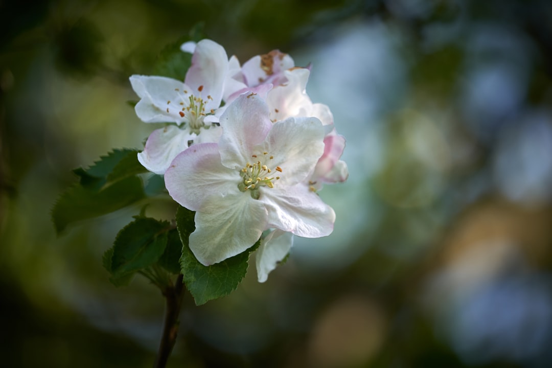 selective focus photography of white petaled flowers