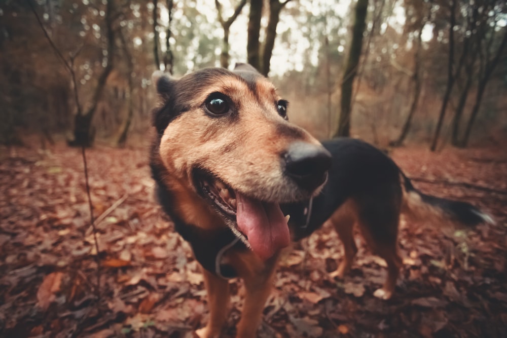 black and brown dog