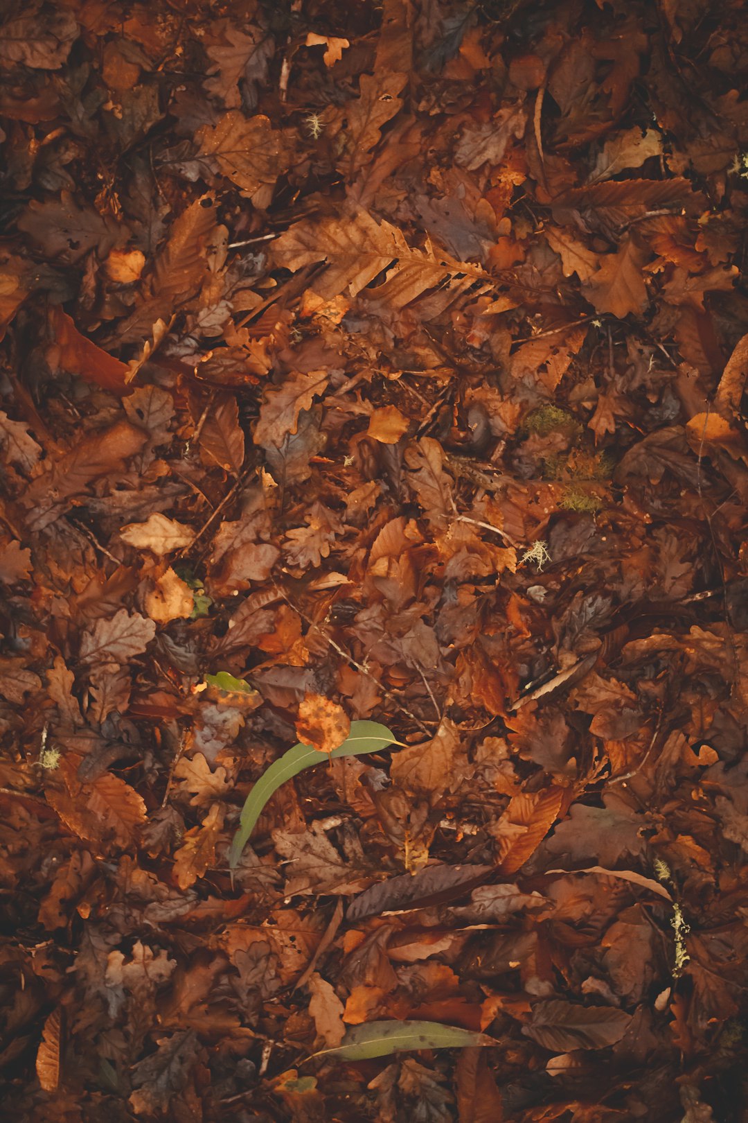 dried leaves