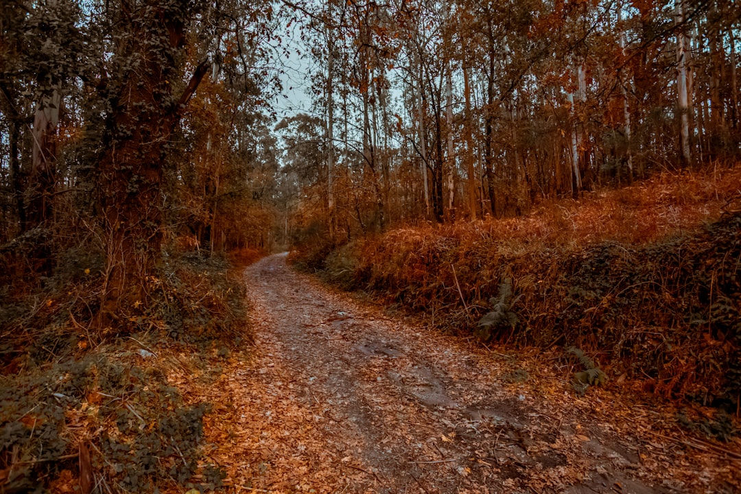 road surrounded with orange trees during daytime