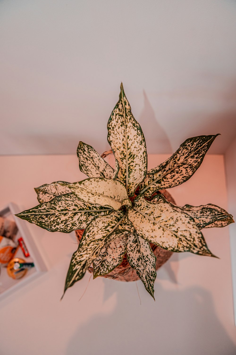 green-leafed plant in pot