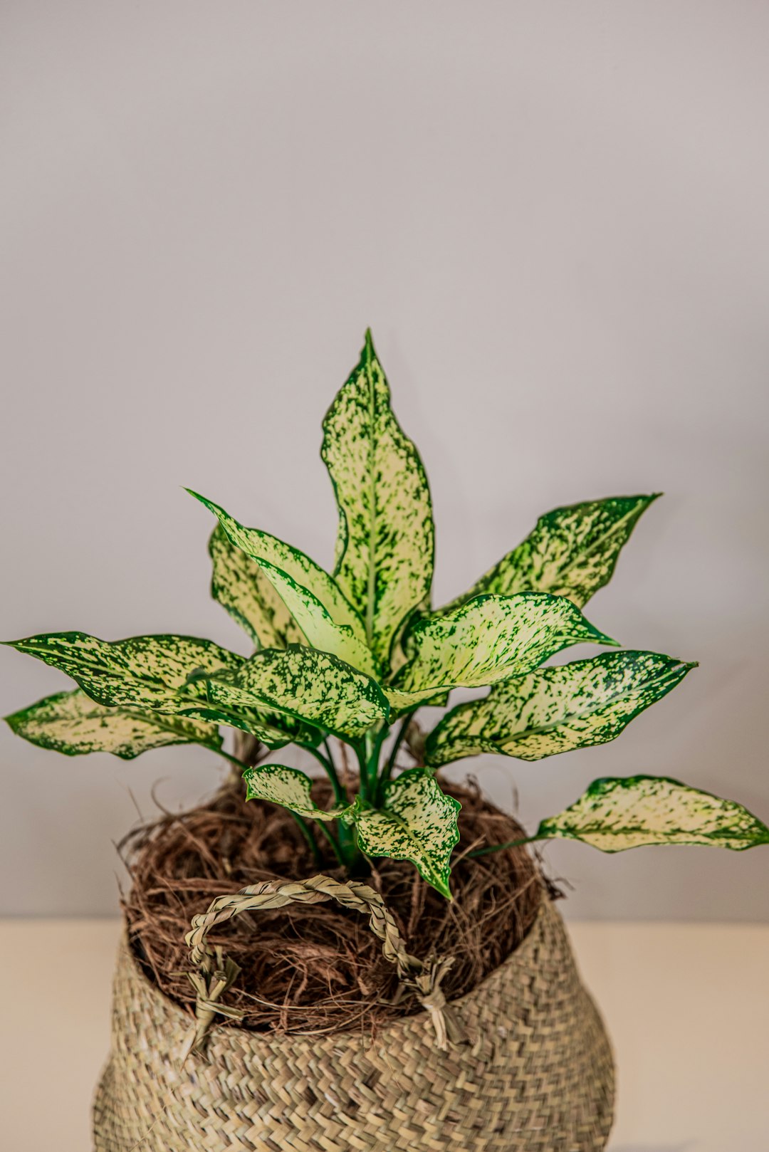 dumb cane plant