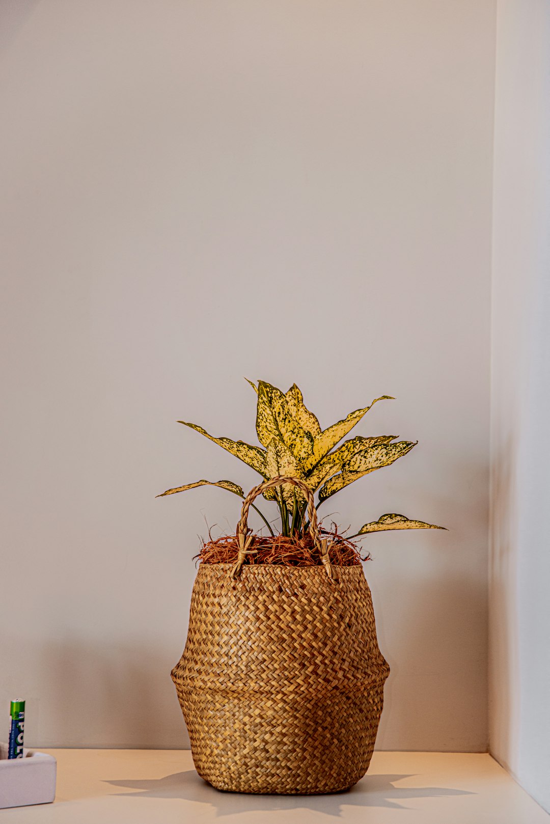 potted dumb cane plant