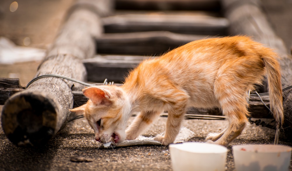 orange tabby kitten