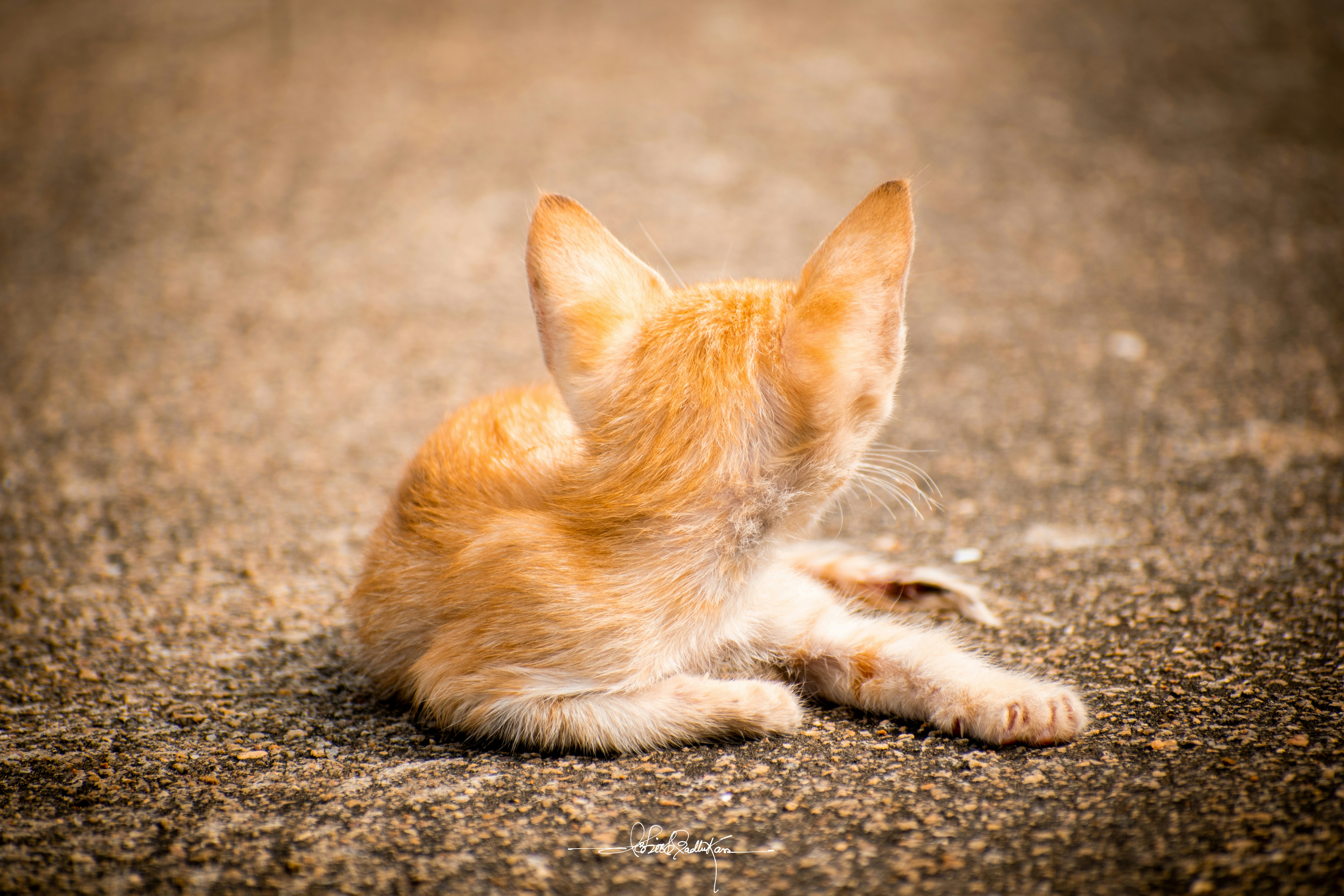 Photo by ashishmadhukar